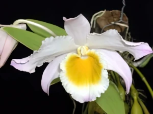Bild von Dendrobium findlayanum 3
